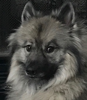 Mark the Keeshond